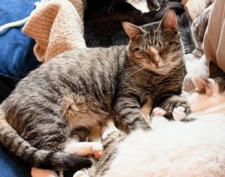 Illustration de l'article : Ce chat livré à lui-même ne supportait plus la présence humaine, mais l’amitié d’un autre chat a changé sa vision de la vie