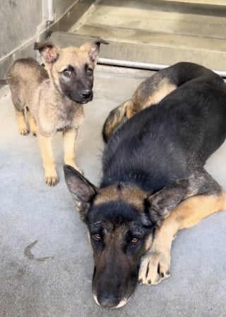 Illustration de l'article : Ses chiots quittent le refuge un à un, cette chienne regarde partir sa dernière famille sans savoir quand viendra la sienne