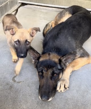 Illustration de l'article : Ses chiots quittent le refuge un à un, cette chienne regarde partir sa dernière famille sans savoir quand viendra la sienne