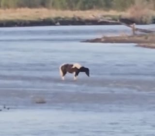 Illustration de l'article : Un cheval coincé au beau milieu d’une rivière aux courants dangereux a été sauvé grâce à un hélicoptère (vidéo)