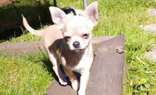 Illustration de l'article : « On ne le reverra jamais », une famille désespérée retrouve son chiot disparu après un incroyable parcours de plus de 800 kilomètres