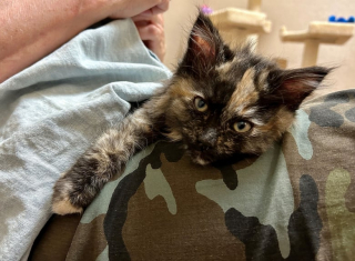 Illustration de l'article : Emmené chez le vétérinaire pour être stérilisé, ce chaton écaille de tortue révèle une particularité d’une très grande rareté