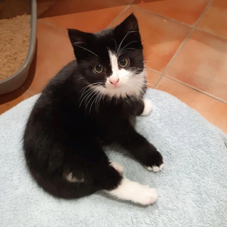 Illustration de l'article : Trouvés errants dans une zone industrielle, ces adorables chatons découvrent enfin ce qu’est le véritable amour