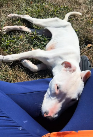 Illustration de l'article : « Tout le monde était sous le choc », alors que tout espoir semblait perdu, l'équipe du refuge découvre une chienne paralysée debout devant son box (vidéo)