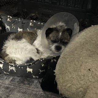 Illustration de l'article : Enferm&eacute; dans une cage au milieu d'un parking bond&eacute;, ce chien impuissant voit enfin des passants s'arr&ecirc;ter pour l'aider