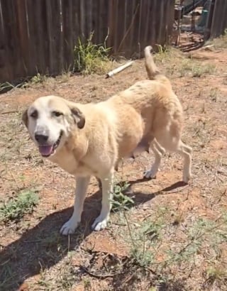 Illustration de l'article : Une chienne négligée s’enfuit constamment de chez elle pour obtenir de l’aide et sauver ses chiots