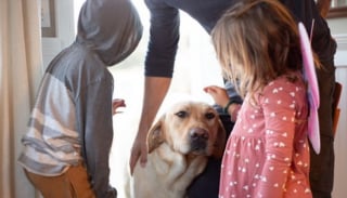 Illustration de l'article : « J'étais dévastée et incrédule », elle découvre son chien adopté par une autre famille et se bat pour le récupérer