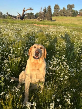 Illustration de l'article : « J'étais dévastée et incrédule », elle découvre son chien adopté par une autre famille et se bat pour le récupérer