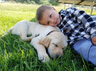 Illustration de l'article : « J'étais dévastée et incrédule », elle découvre son chien adopté par une autre famille et se bat pour le récupérer