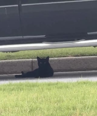 Illustration de l'article : Elle tente de communiquer avec un chat errant en miaulant et le voit traverser la rue pour entrer chez elle (vidéo)