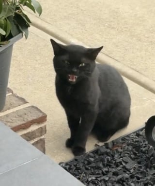 Illustration de l'article : Elle tente de communiquer avec un chat errant en miaulant et le voit traverser la rue pour entrer chez elle (vidéo)