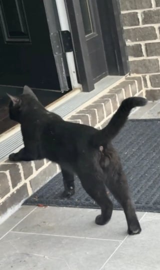 Illustration de l'article : Elle tente de communiquer avec un chat errant en miaulant et le voit traverser la rue pour entrer chez elle (vidéo)