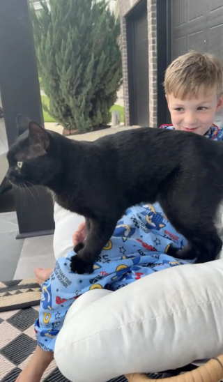 Illustration de l'article : Elle tente de communiquer avec un chat errant en miaulant et le voit traverser la rue pour entrer chez elle (vidéo)