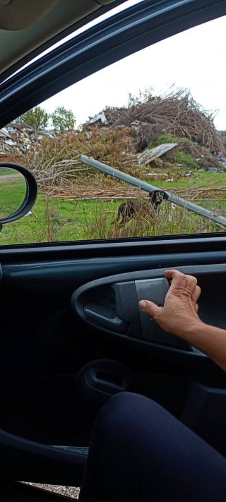 Illustration de l'article : Ils cherchent une solution pour offrir le meilleur accueil à une chienne très âgée, mais le propriétaire de celle-ci en décide autrement 