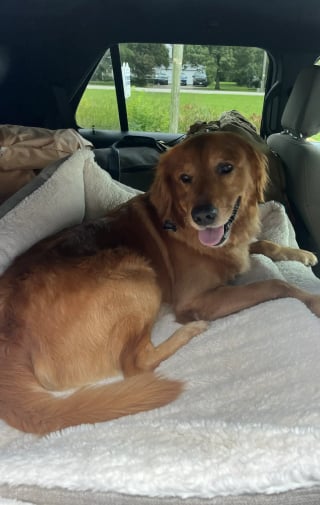 Illustration de l'article : Déçu de ne trouver aucun ami au parc pour jouer, la tristesse de ce chien s'envole lorsqu'une voiture familière se gare enfin (vidéo)