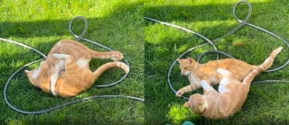 Illustration de l'article : Un chat endeuillé retrouve sa joie de vivre en constatant que ses voisins ont adopté son frère (vidéo)