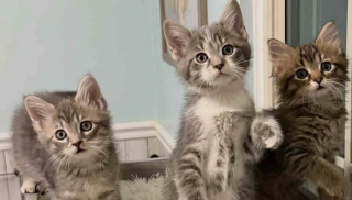 Illustration de l'article : Devenue agressive à cause du stress, cette maman chat se métamorphose totalement dès son arrivée en famille d'accueil