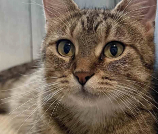 Illustration de l'article : Devenue agressive à cause du stress, cette maman chat se métamorphose totalement dès son arrivée en famille d'accueil