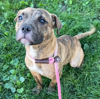 Illustration de l'article : Grâce à cette vidéo, une chienne abandonnée et attachée à une clôture obtient une seconde chance bien plus vite que prévu