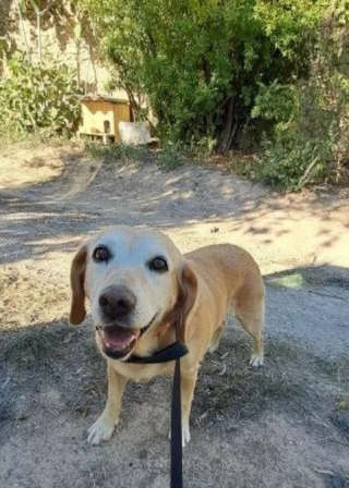 Illustration de l'article : Livrée à elle-même suite au décès de son maître il y a plus d’un an, cette chienne finit par retrouver le bonheur auprès de son bienfaiteur