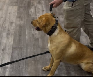 Illustration de l'article : Laissée pour compte dans un chenil, cette chienne prend une revanche en devenant officier de police