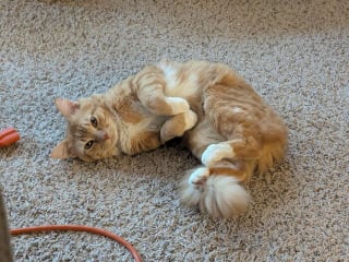 Illustration de l'article : 15 animaux de compagnie qui ont apporté le bonheur dans leurs familles d’adoption