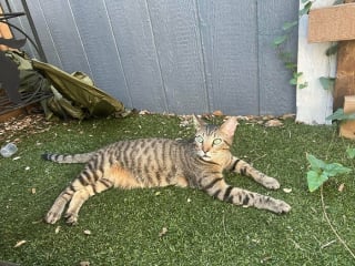 Illustration de l'article : 15 animaux de compagnie qui ont apporté le bonheur dans leurs familles d’adoption