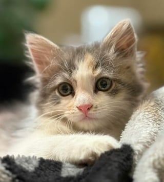 Illustration de l'article : 15 animaux de compagnie qui ont apporté le bonheur dans leurs familles d’adoption