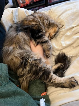 Illustration de l'article : 15 animaux de compagnie qui ont apporté le bonheur dans leurs familles d’adoption