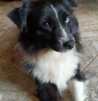 Illustration de l'article : 15 animaux de compagnie qui ont apporté le bonheur dans leurs familles d’adoption