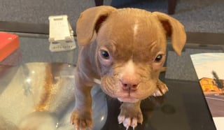 Illustration de l'article : Une fuite, un vol puis des retrouvailles pleines d’émotion pour ce petit chien et sa famille séparés pendant plus de 3 mois