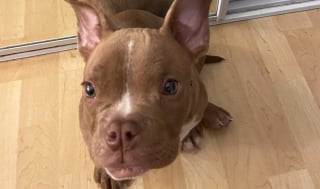 Illustration de l'article : Une fuite, un vol puis des retrouvailles pleines d’émotion pour ce petit chien et sa famille séparés pendant plus de 3 mois