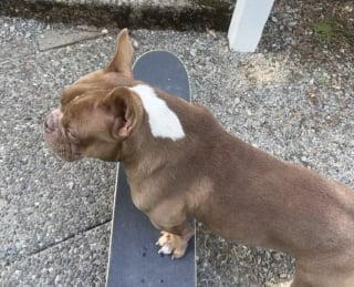 Illustration de l'article : Une fuite, un vol puis des retrouvailles pleines d’émotion pour ce petit chien et sa famille séparés pendant plus de 3 mois