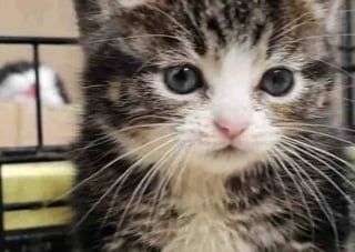 Illustration de l'article : Des bénévoles accueillent un chaton particulièrement petit et s’aperçoivent qu’il a besoin d’une aide spéciale 