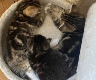 Illustration de l'article : Des bénévoles accueillent un chaton particulièrement petit et s’aperçoivent qu’il a besoin d’une aide spéciale 