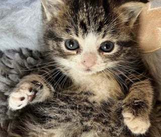 Illustration de l'article : Des bénévoles accueillent un chaton particulièrement petit et s’aperçoivent qu’il a besoin d’une aide spéciale 