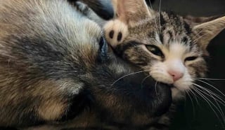 Illustration de l'article : Des bénévoles accueillent un chaton particulièrement petit et s’aperçoivent qu’il a besoin d’une aide spéciale 