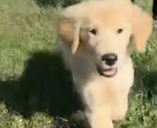 Illustration de l'article : Un adorable chiot Golden Retriever passe de la peur à la joie en rencontrant des cochons pour la première fois (vidéo)