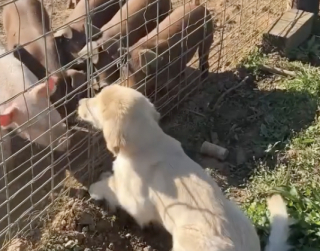 Illustration de l'article : Un adorable chiot Golden Retriever passe de la peur à la joie en rencontrant des cochons pour la première fois (vidéo)