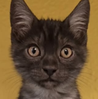 Illustration de l'article : « Adopté quelque temps après la publication », ce chat au pelage rare noir fumé lui permet de quitter le refuge en un temps record