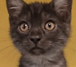 Illustration de l'article : « Adopté quelque temps après la publication », ce chat au pelage rare noir fumé lui permet de quitter le refuge en un temps record