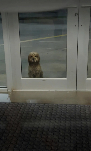 Illustration de l'article : "Nous avions besoin l'un de l'autre", un chien errant attend sous la pluie devant la porte d'une salle de sport en espérant qu'on le remarque