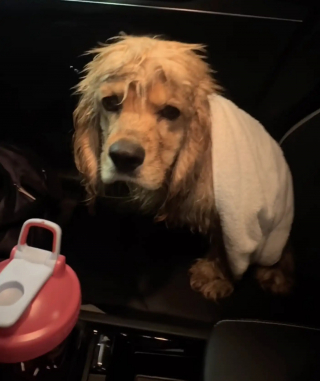 Illustration de l'article : "Nous avions besoin l'un de l'autre", un chien errant attend sous la pluie devant la porte d'une salle de sport en espérant qu'on le remarque