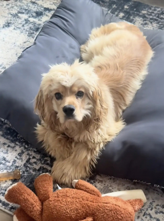 Illustration de l'article : "Nous avions besoin l'un de l'autre", un chien errant attend sous la pluie devant la porte d'une salle de sport en espérant qu'on le remarque