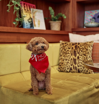 Illustration de l'article : Cette cha&icirc;ne h&ocirc;teli&egrave;re trouve une id&eacute;e brillante pour calmer les chiens lors des feux d&rsquo;artifice 