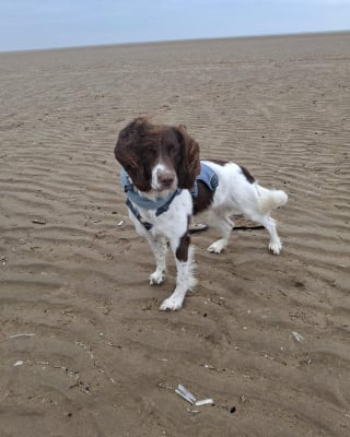 Illustration de l'article : Affamé par ses propriétaires, ce chien ne pouvait même plus soulever la tête avant que des bienfaiteurs le prennent en charge