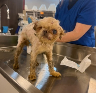 Illustration de l'article : "Il a immédiatement volé mon coeur", un chien sénior et borgne sauvé de la négligence se voit offrir un nouveau départ inespéré