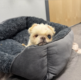 Illustration de l'article : "Il a immédiatement volé mon coeur", un chien sénior et borgne sauvé de la négligence se voit offrir un nouveau départ inespéré