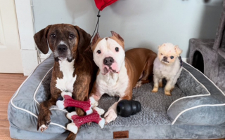 Illustration de l'article : "Il a immédiatement volé mon coeur", un chien sénior et borgne sauvé de la négligence se voit offrir un nouveau départ inespéré