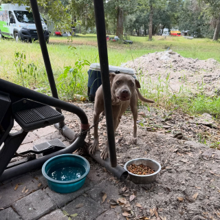 Illustration de l'article : À cause des expulsions massives, de nombreux animaux se retrouvent sans famille et cherchent à se reconstruire dans un nouveau foyer